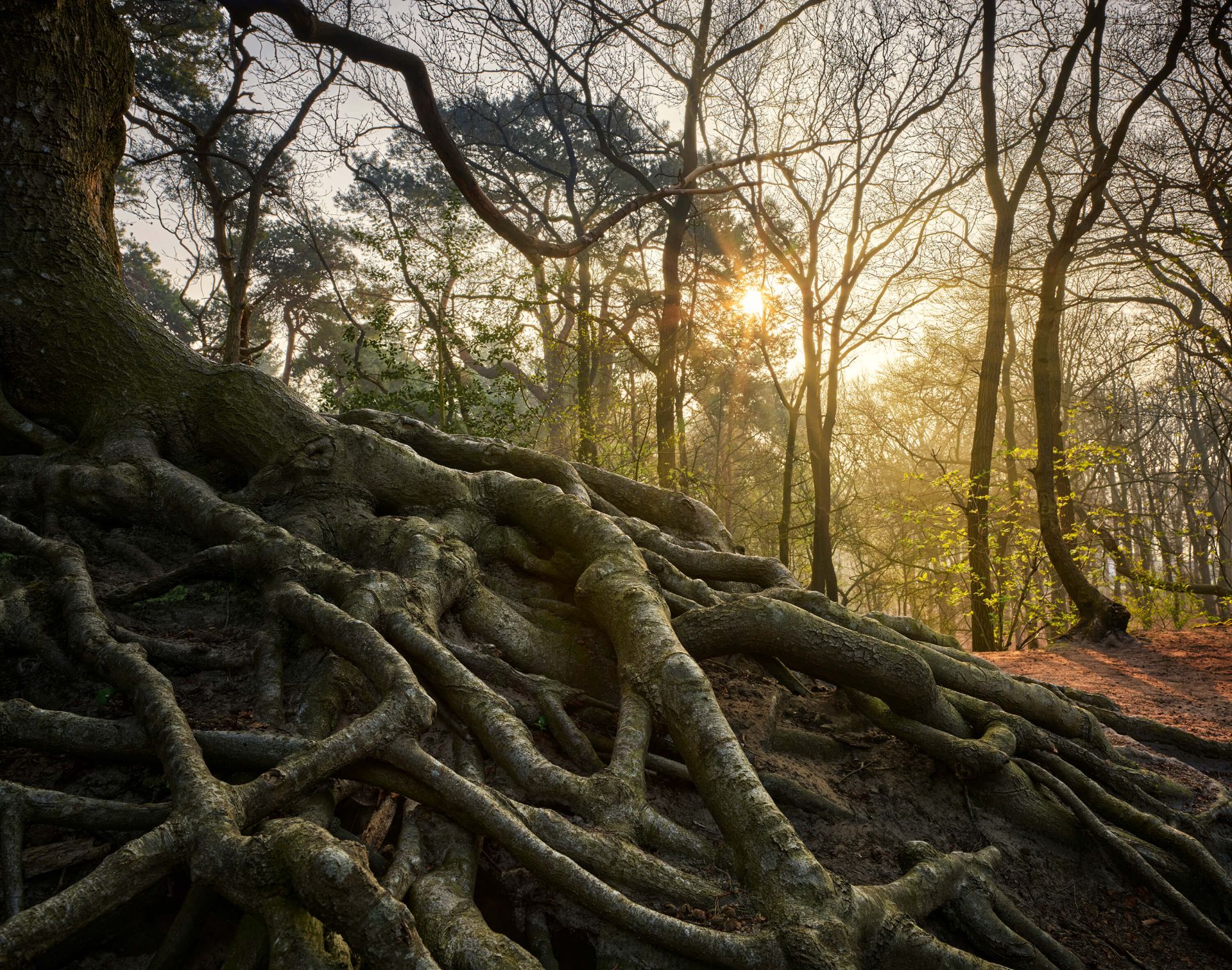 Trerøtter over bakken