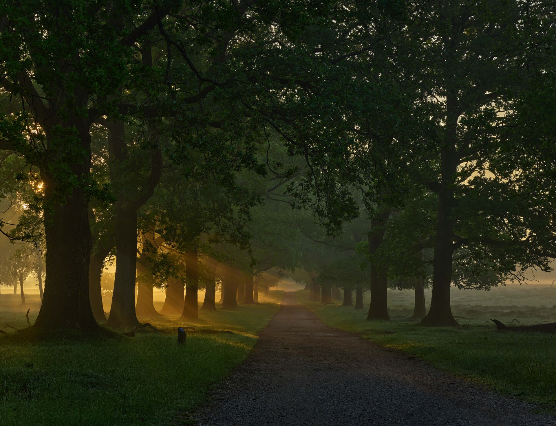 Endeløs sti med træer
