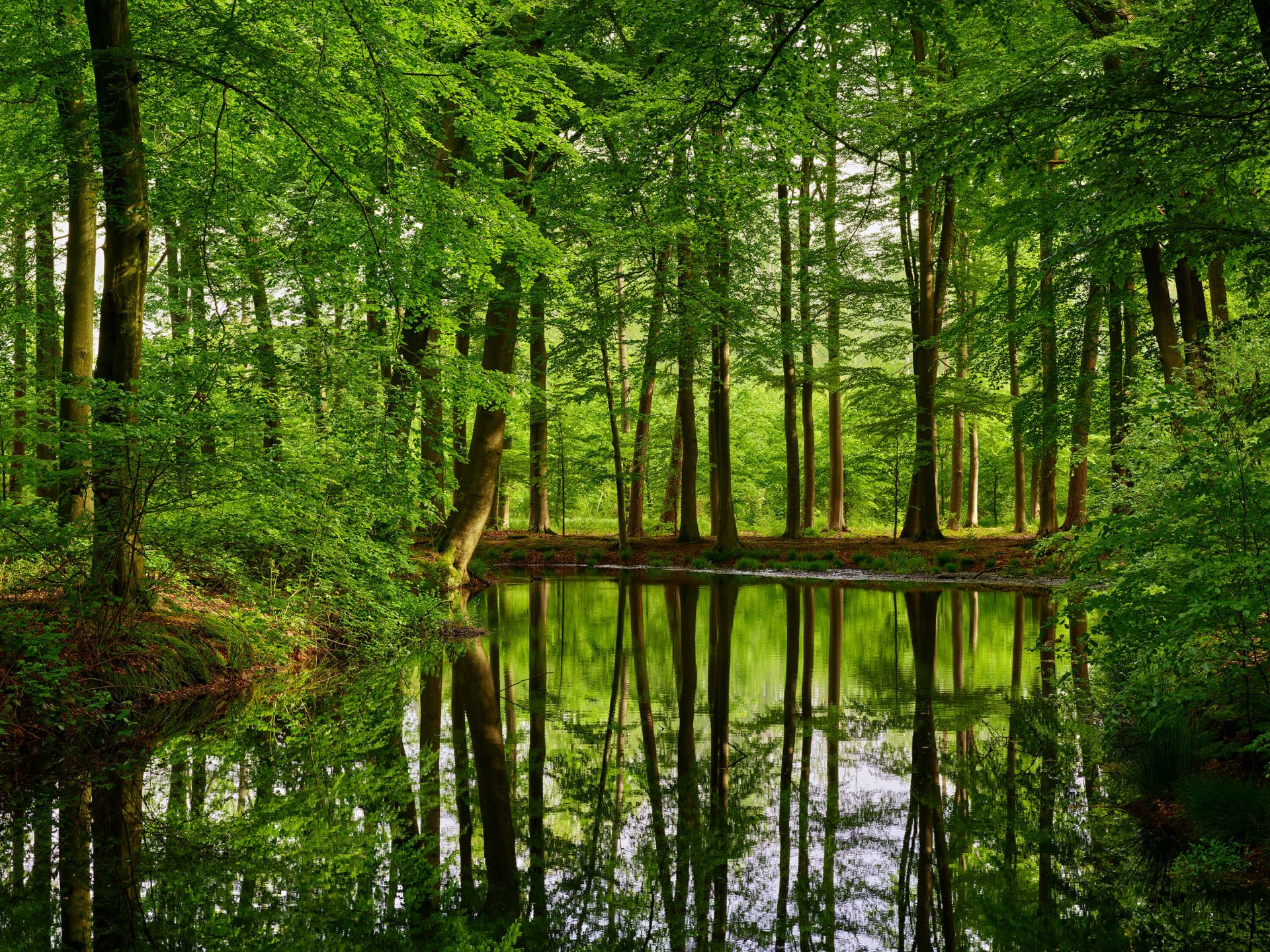 Trädens reflektion i vatten