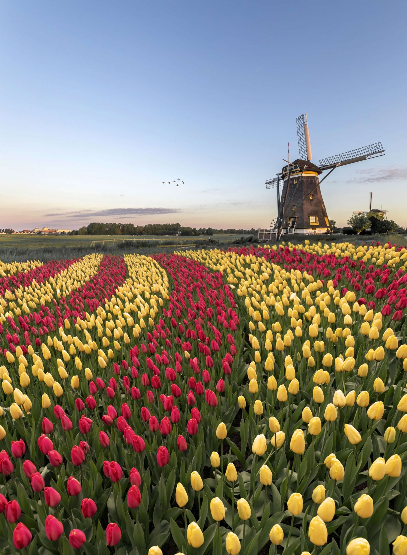 Nederlandsk tulipanfelt