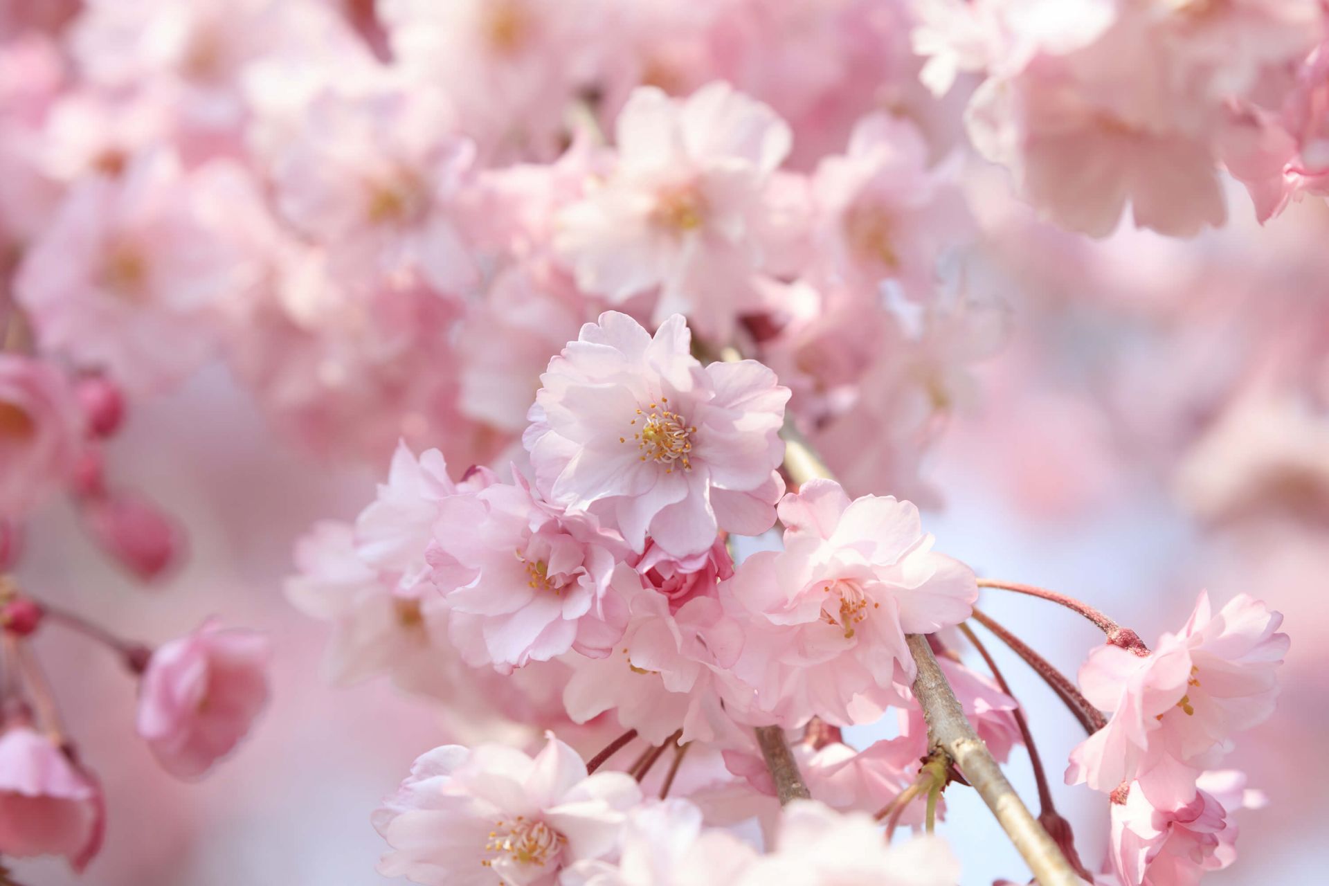 Nærbilde rosa blomster