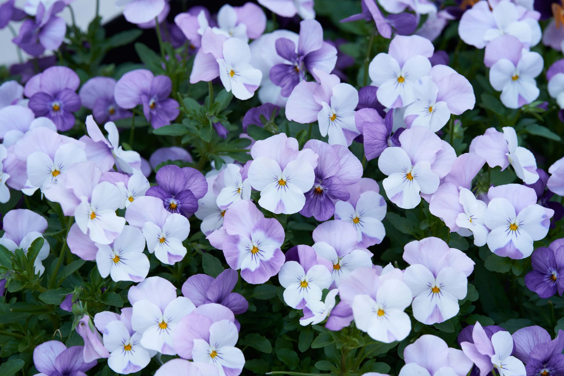 Lilla hvide Violas