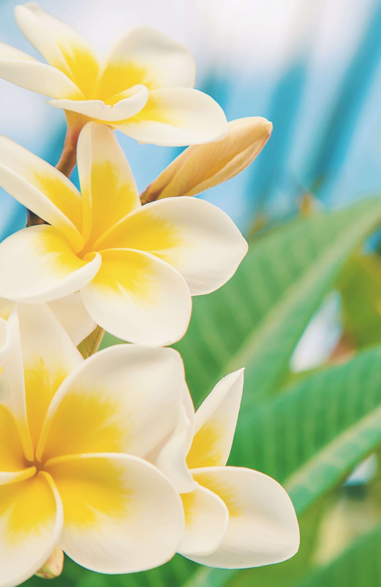 Vit gul Plumeria blomma