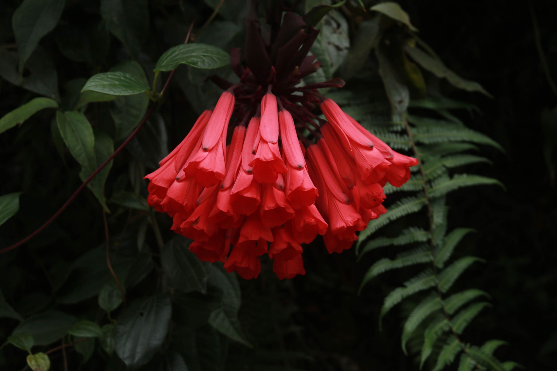 Vilda blommor