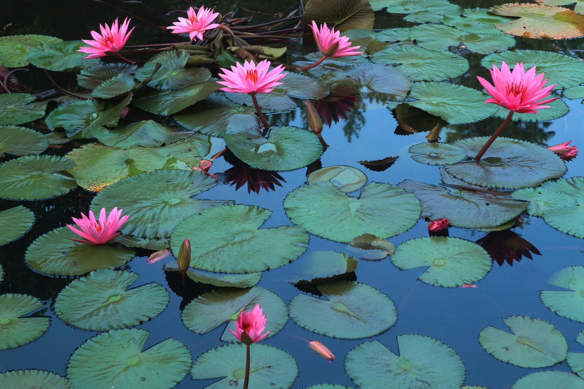 Innsjø full av liljer