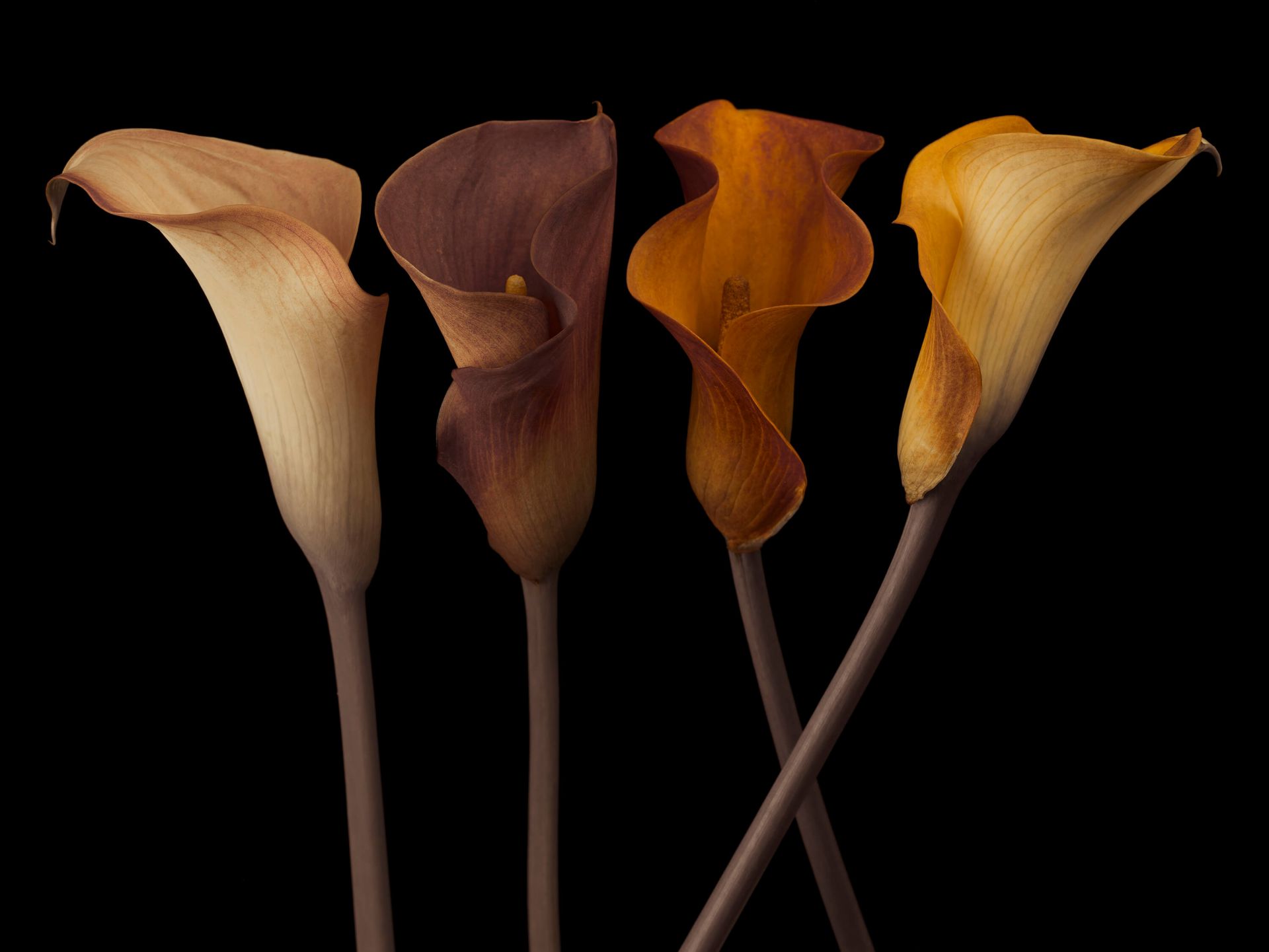 Calla Lily