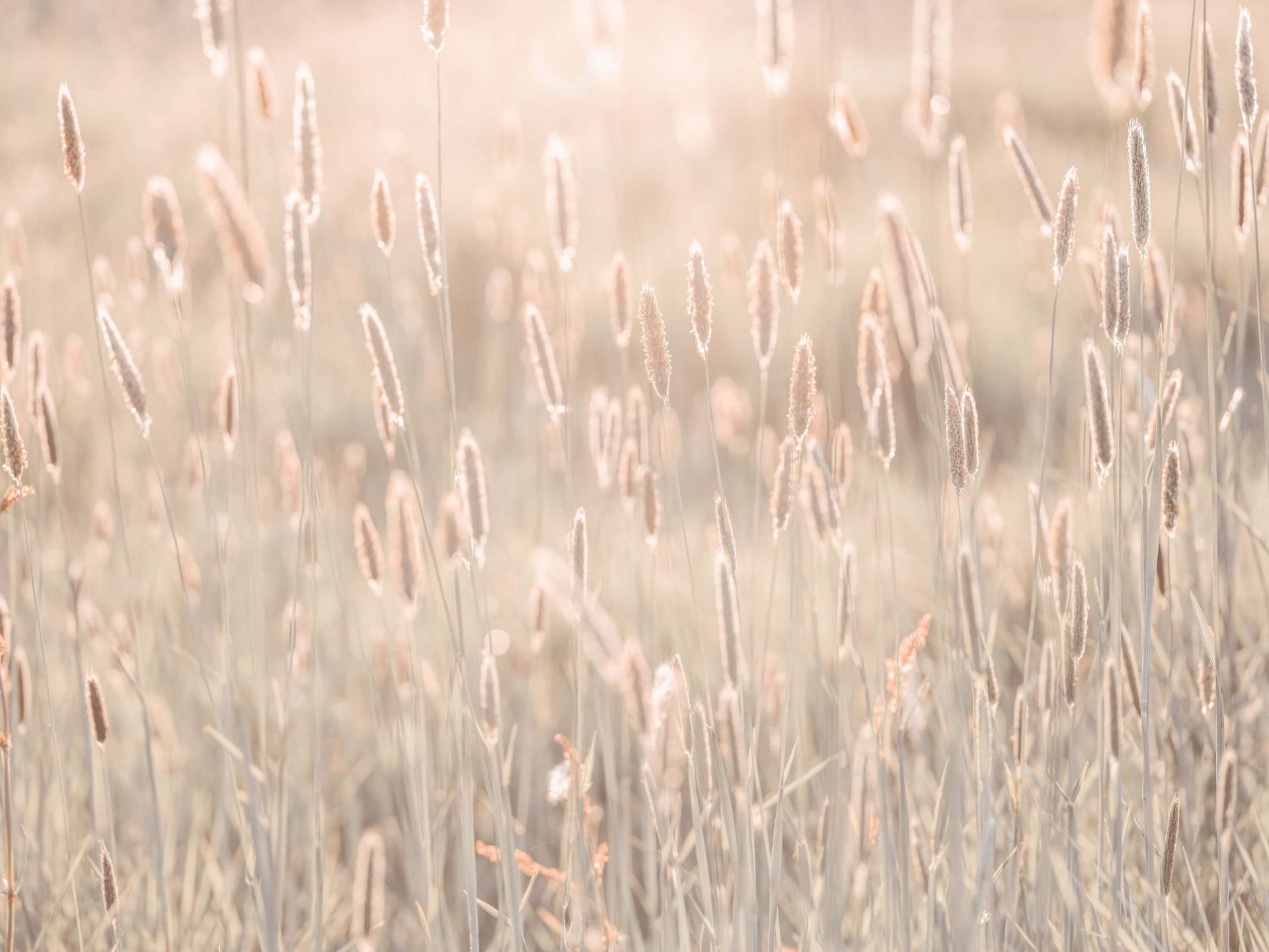 Ängen i solnedgången