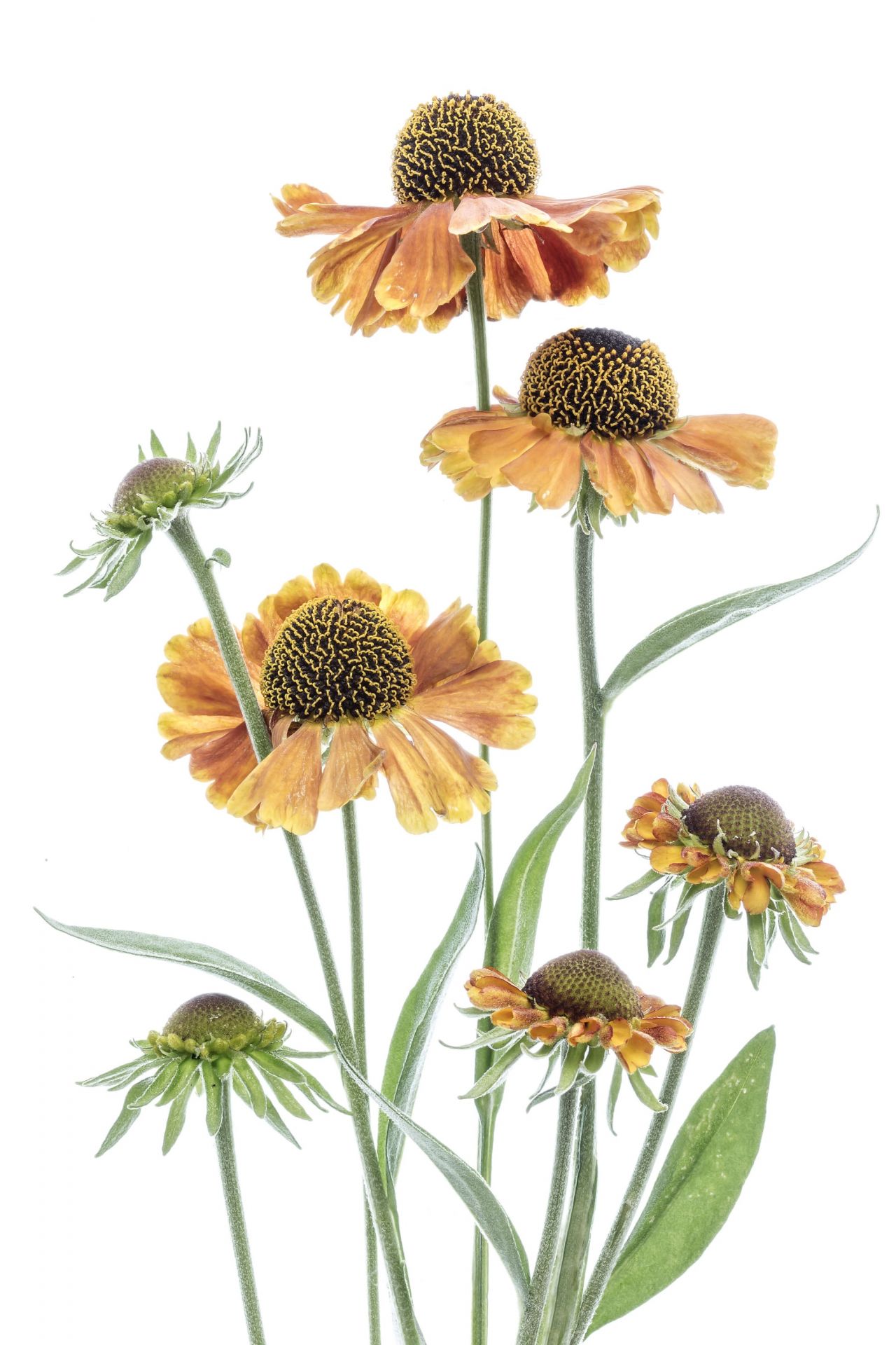 Gule helenium