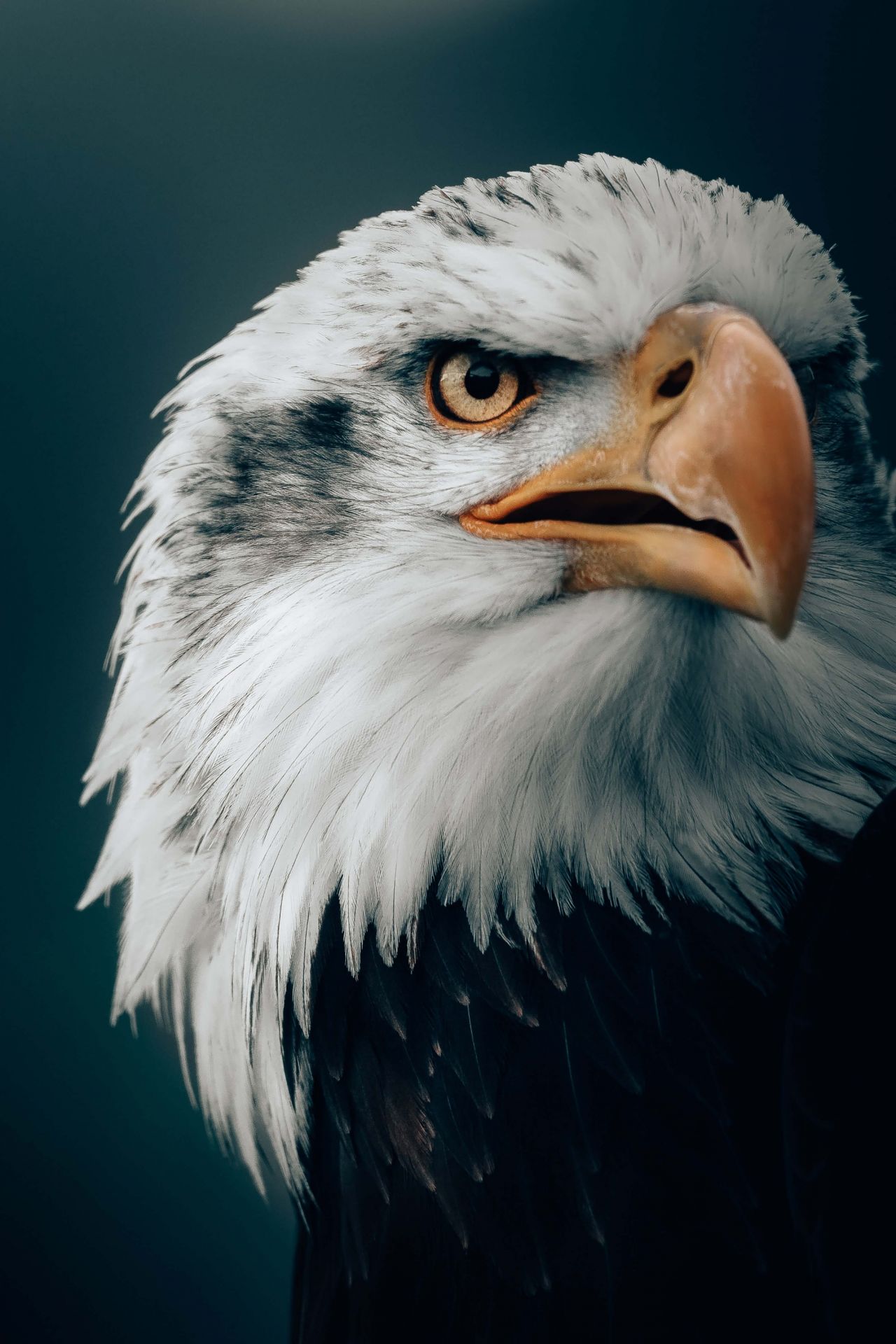 Stirrande Bald Eagle