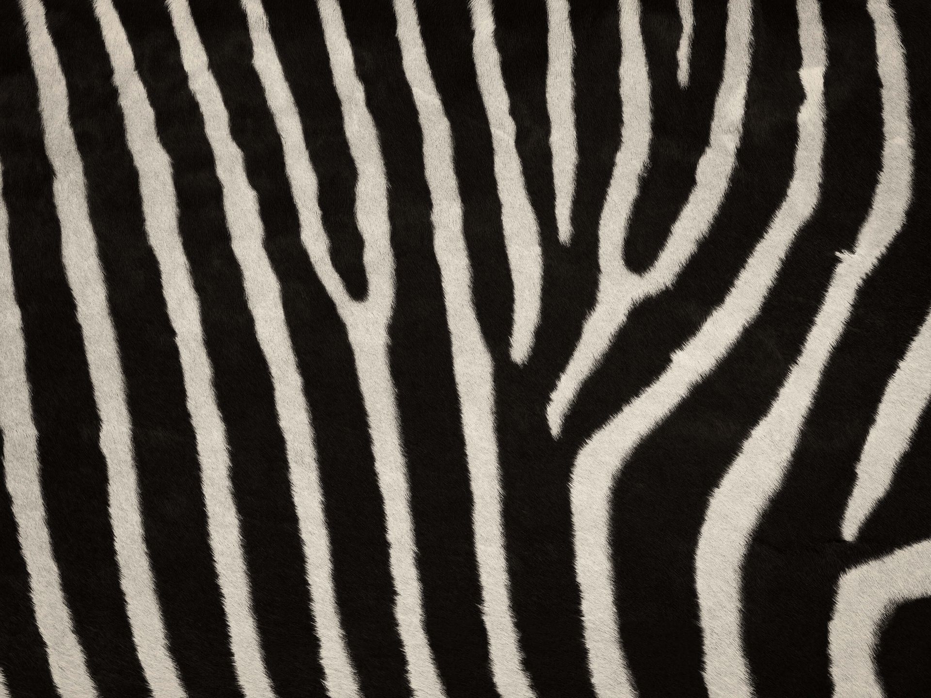 Zebra Coat