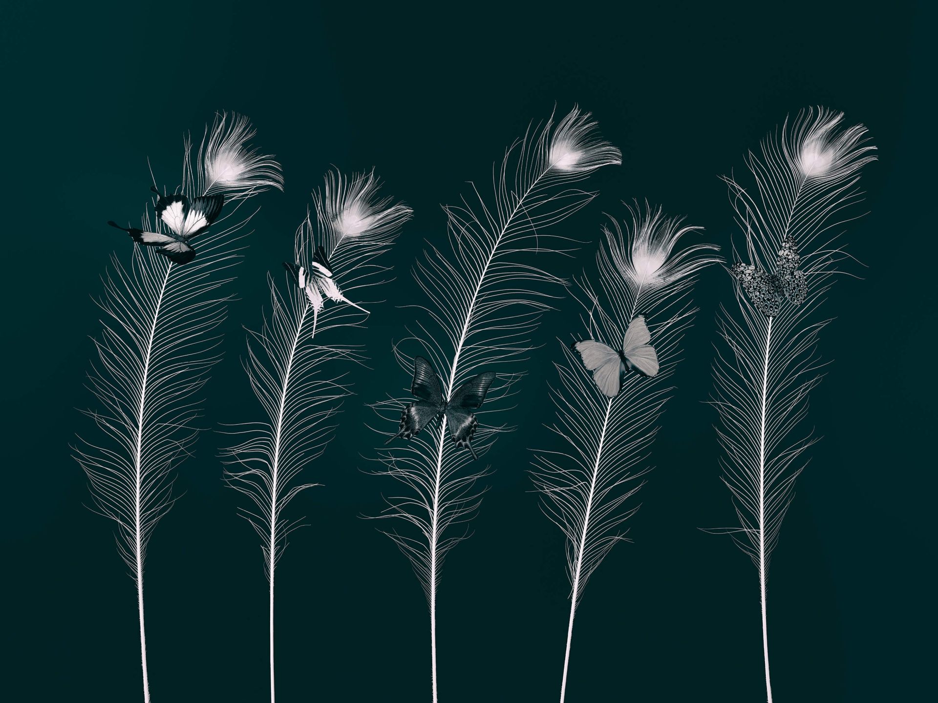 Fjärilar på påfågelfjädrar