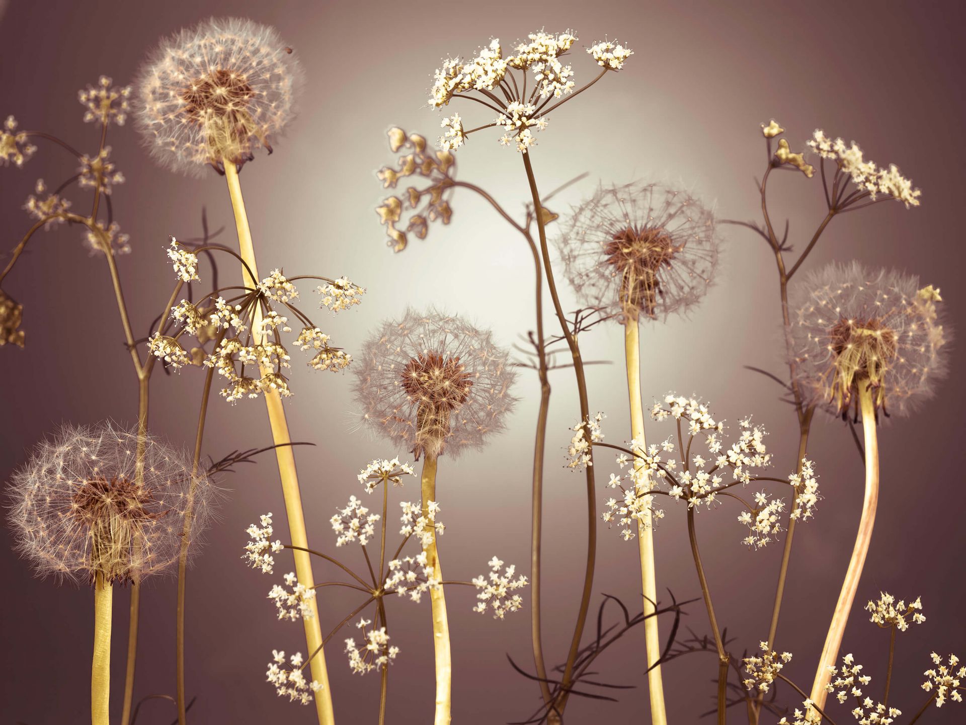 Meadow fantasy brun