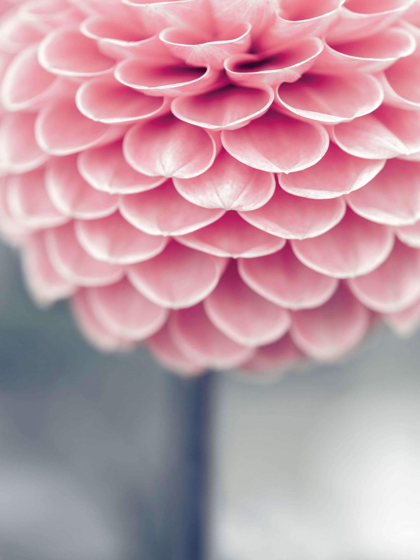 Nærbilde Dahlia