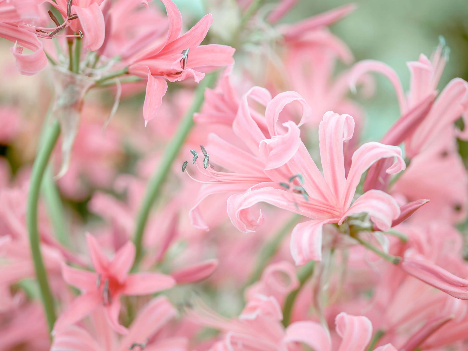 Nerine blommor