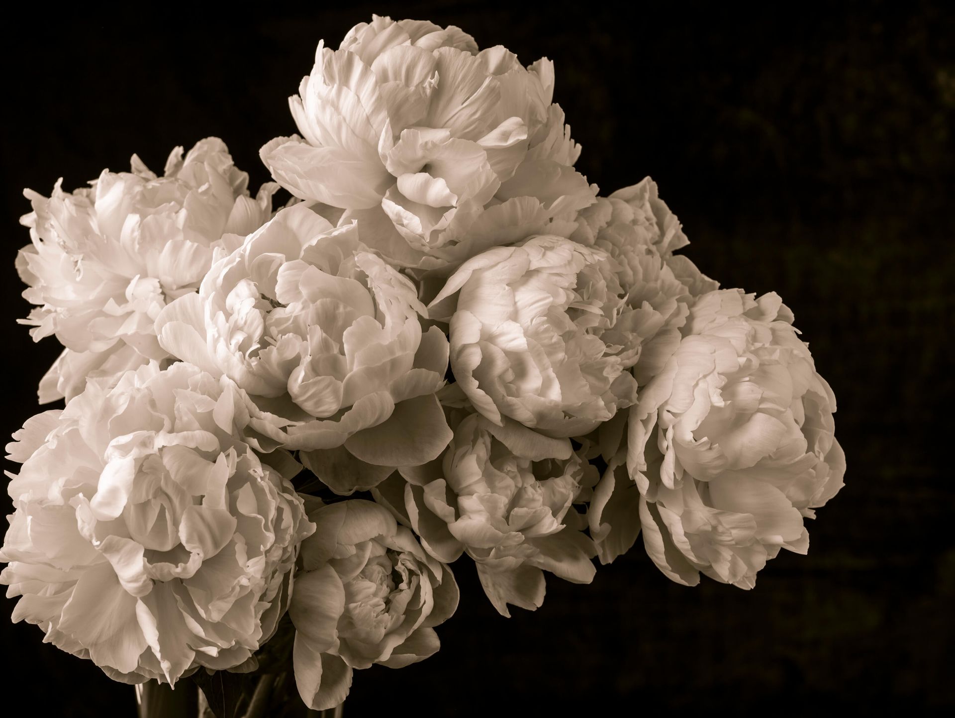 Bunt med peoner årgang