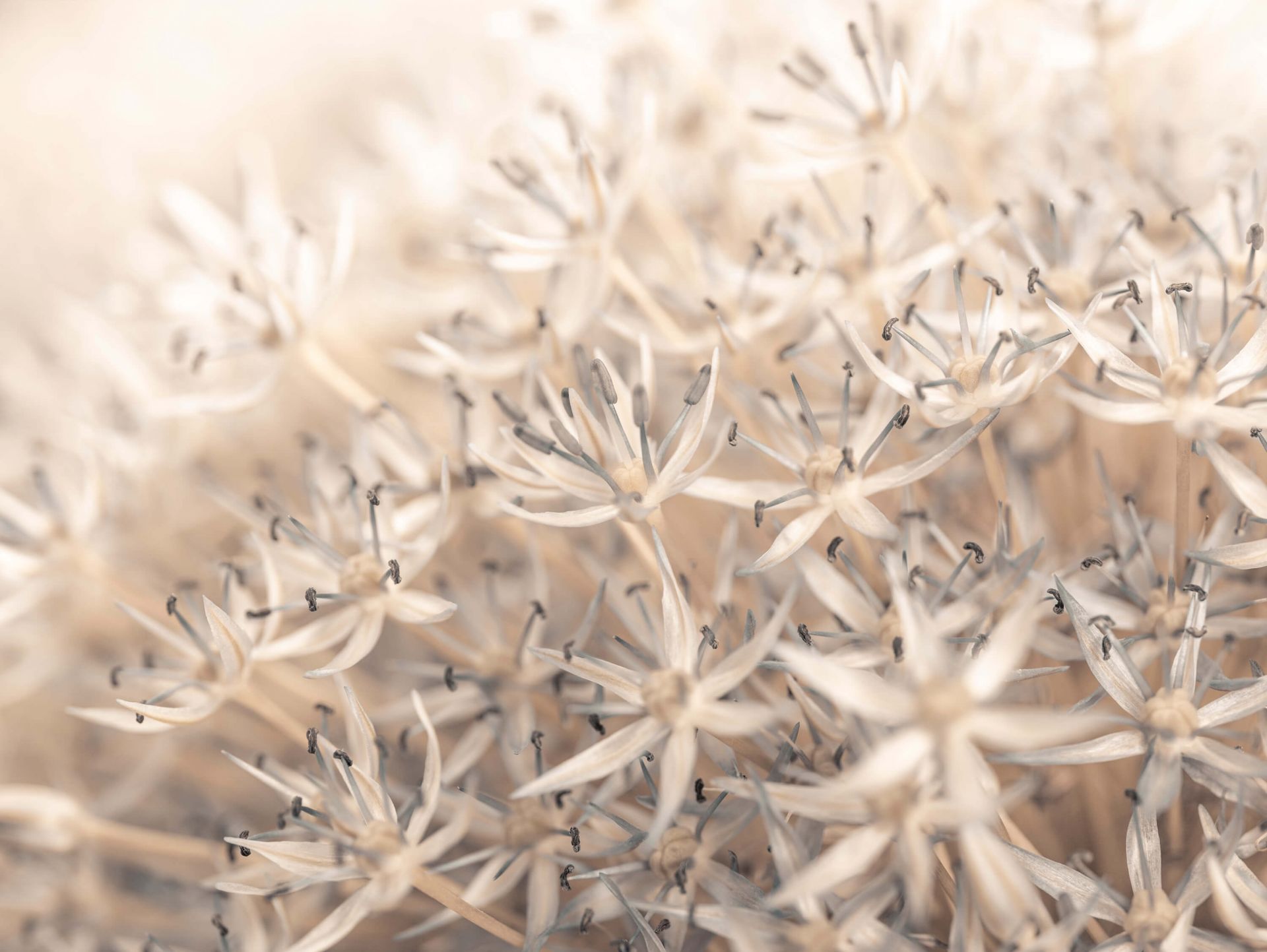 Allium blomster