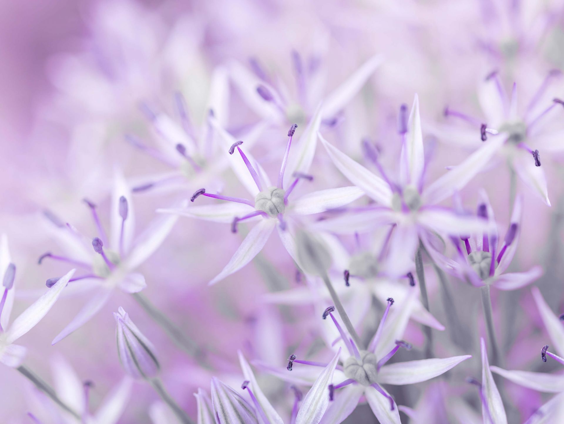 Nærbilde allium blomster