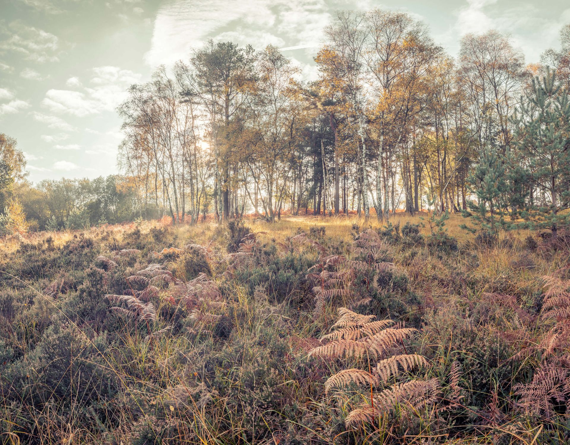 Skog på morgonen