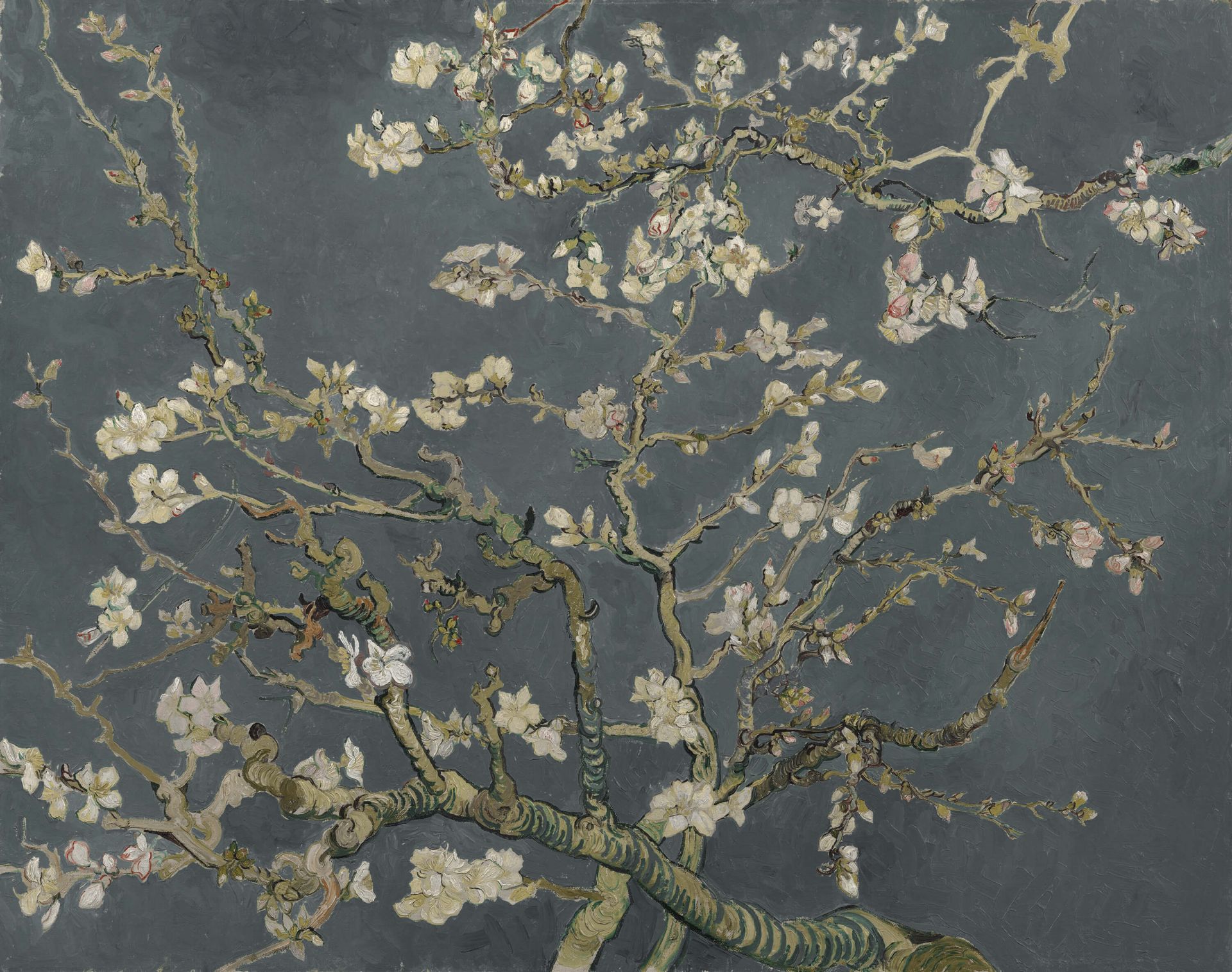 Mandelblomst i blomst