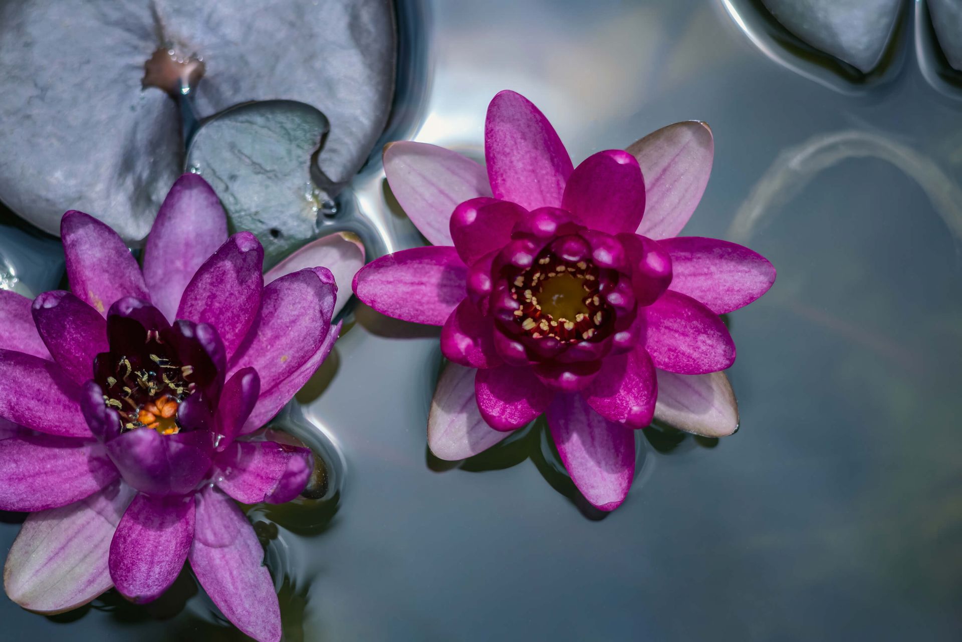 Lyserød lotusblomst i vandet