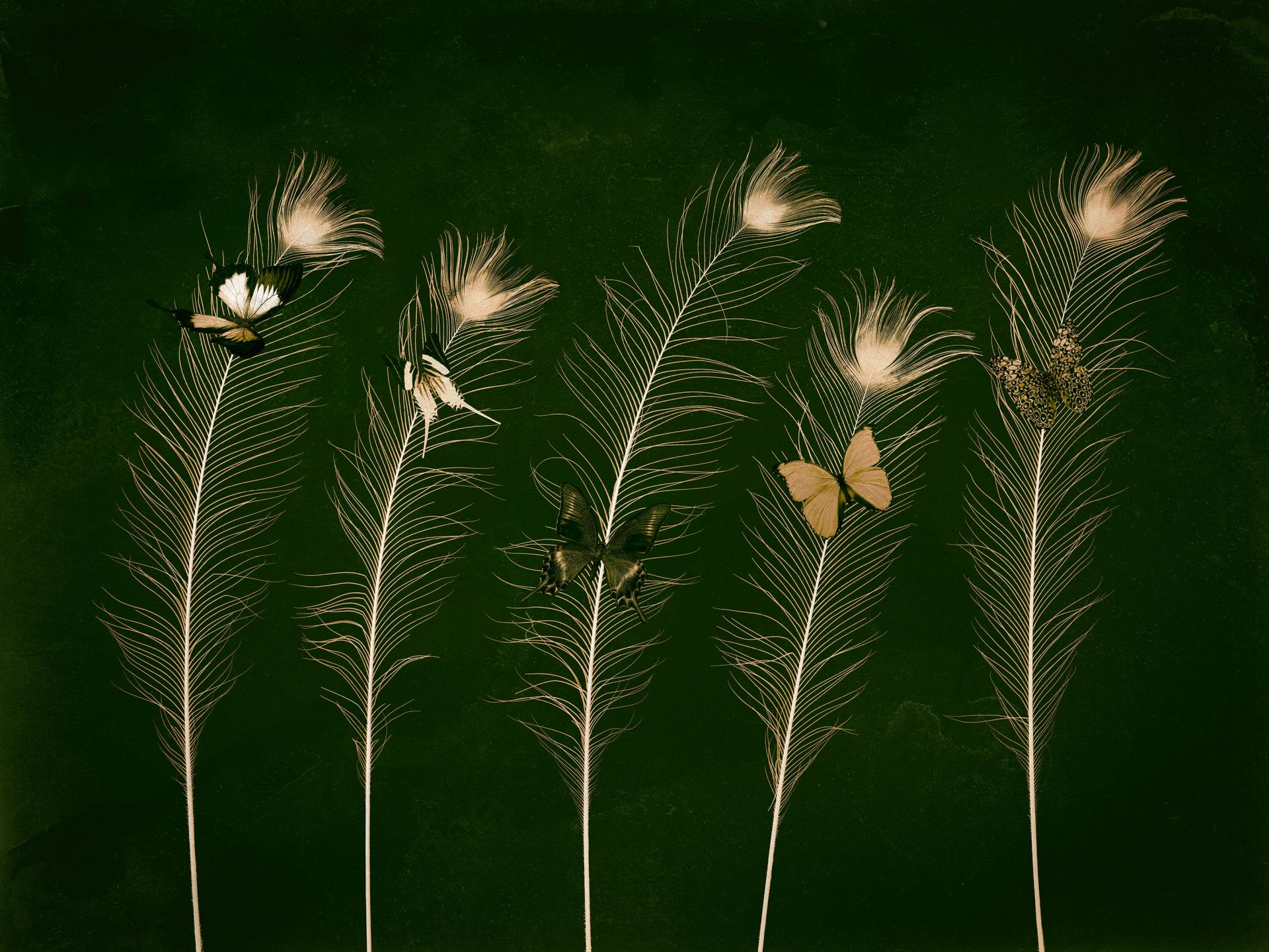 Botaniske sommerfugler