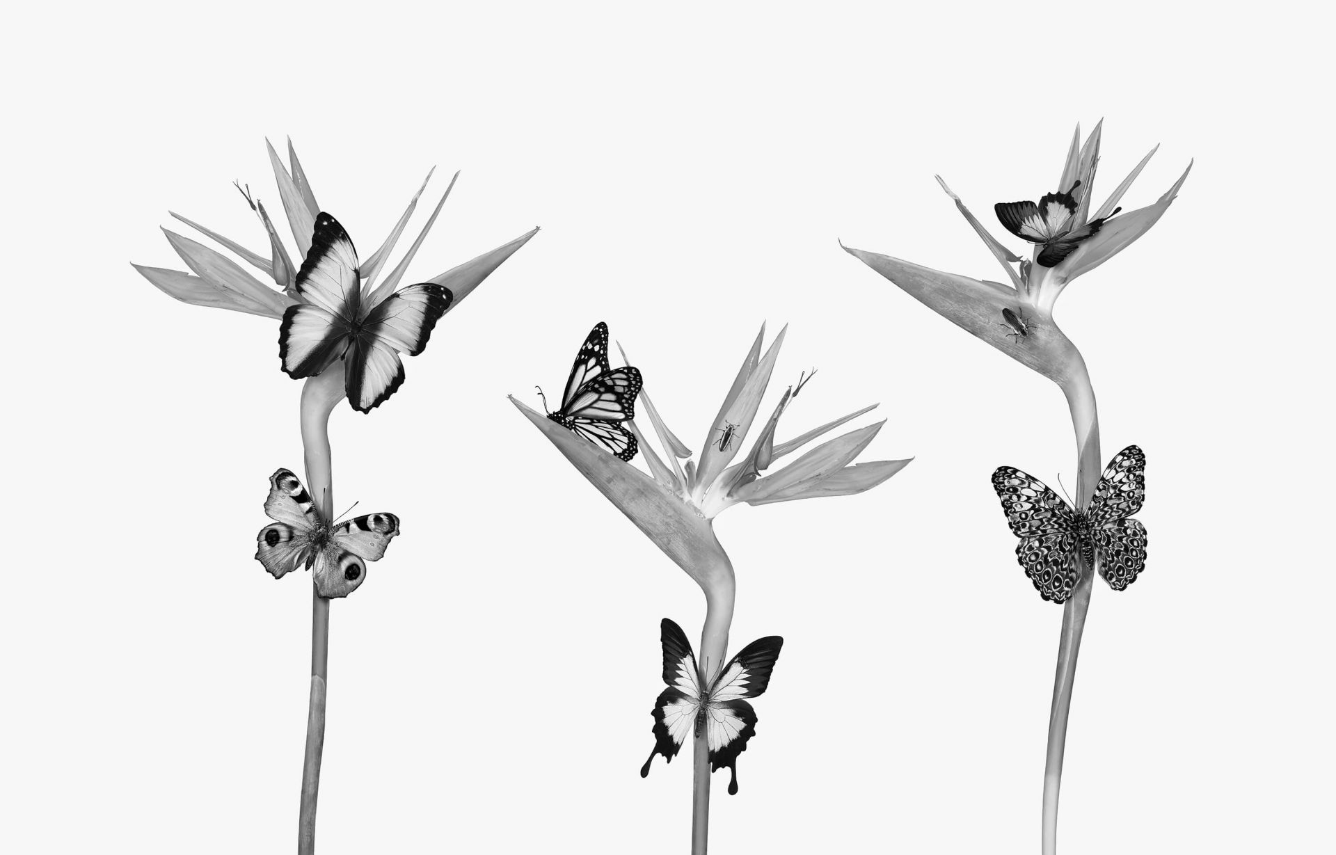 Sommerfugler på paradisfuglblomster