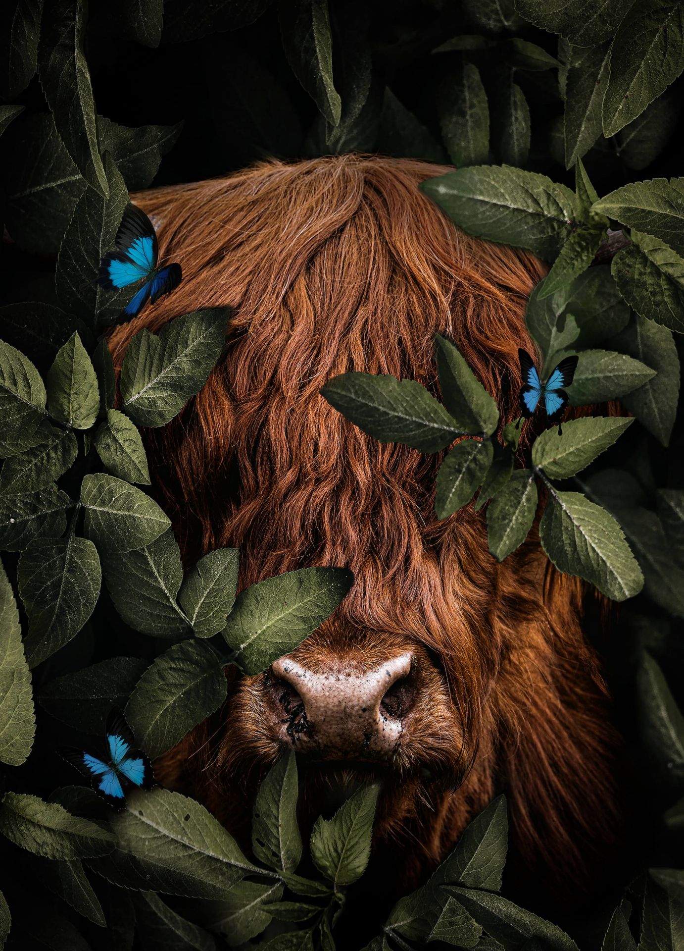 Jungle Highlander Portræt