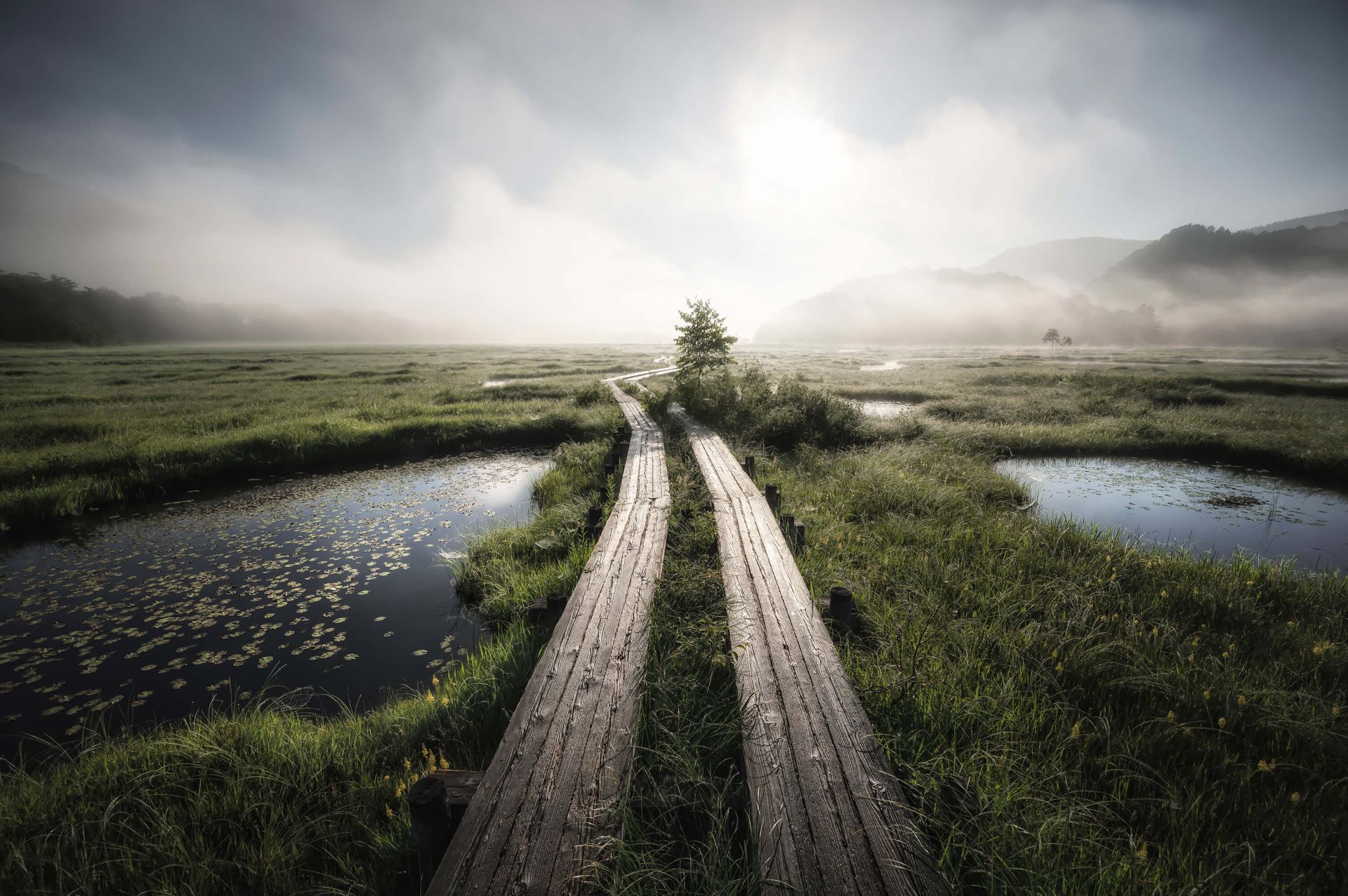 Into the foggy world