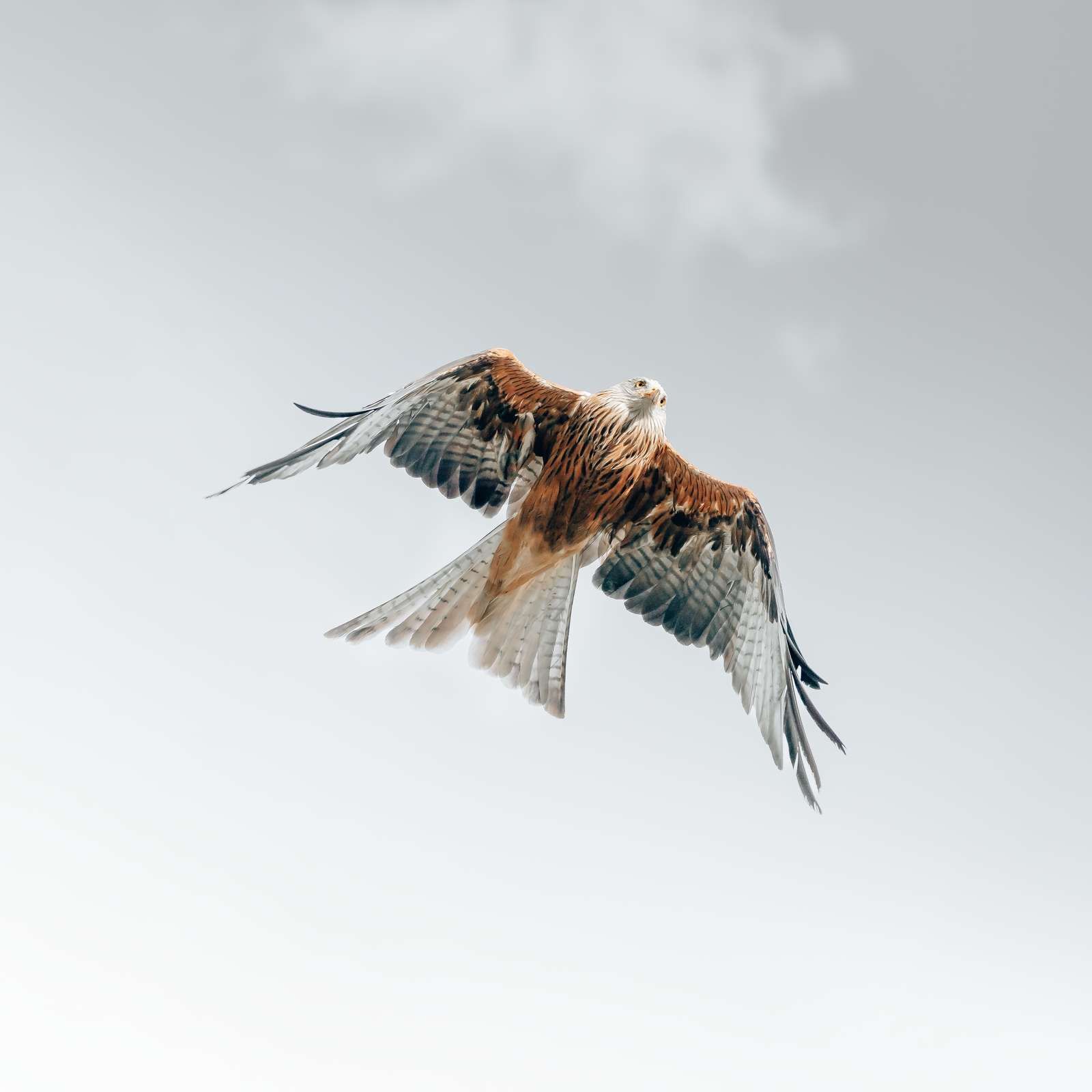 Rød drage på himlen