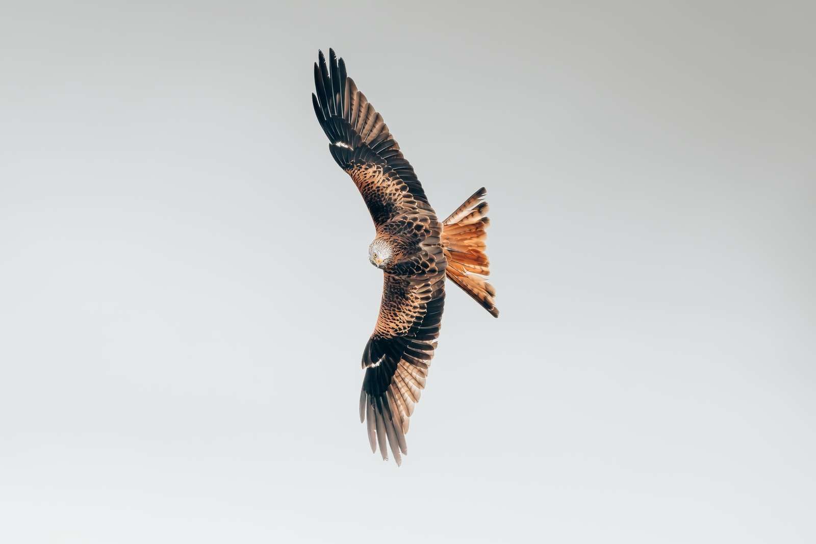 Röd drake med utbredda vingar