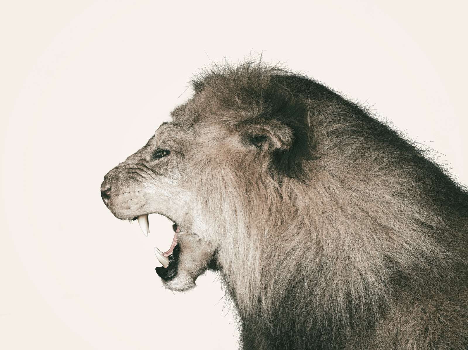 Brølende løve offwhite