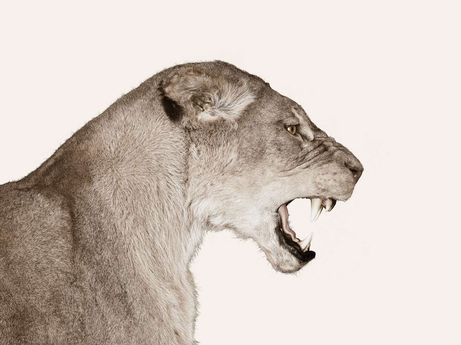 Løvinnen sett fra siden, offwhite