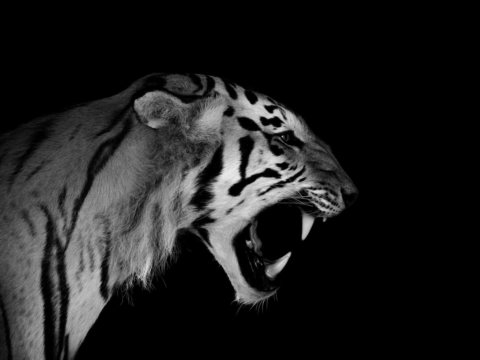 Brølende tiger svart