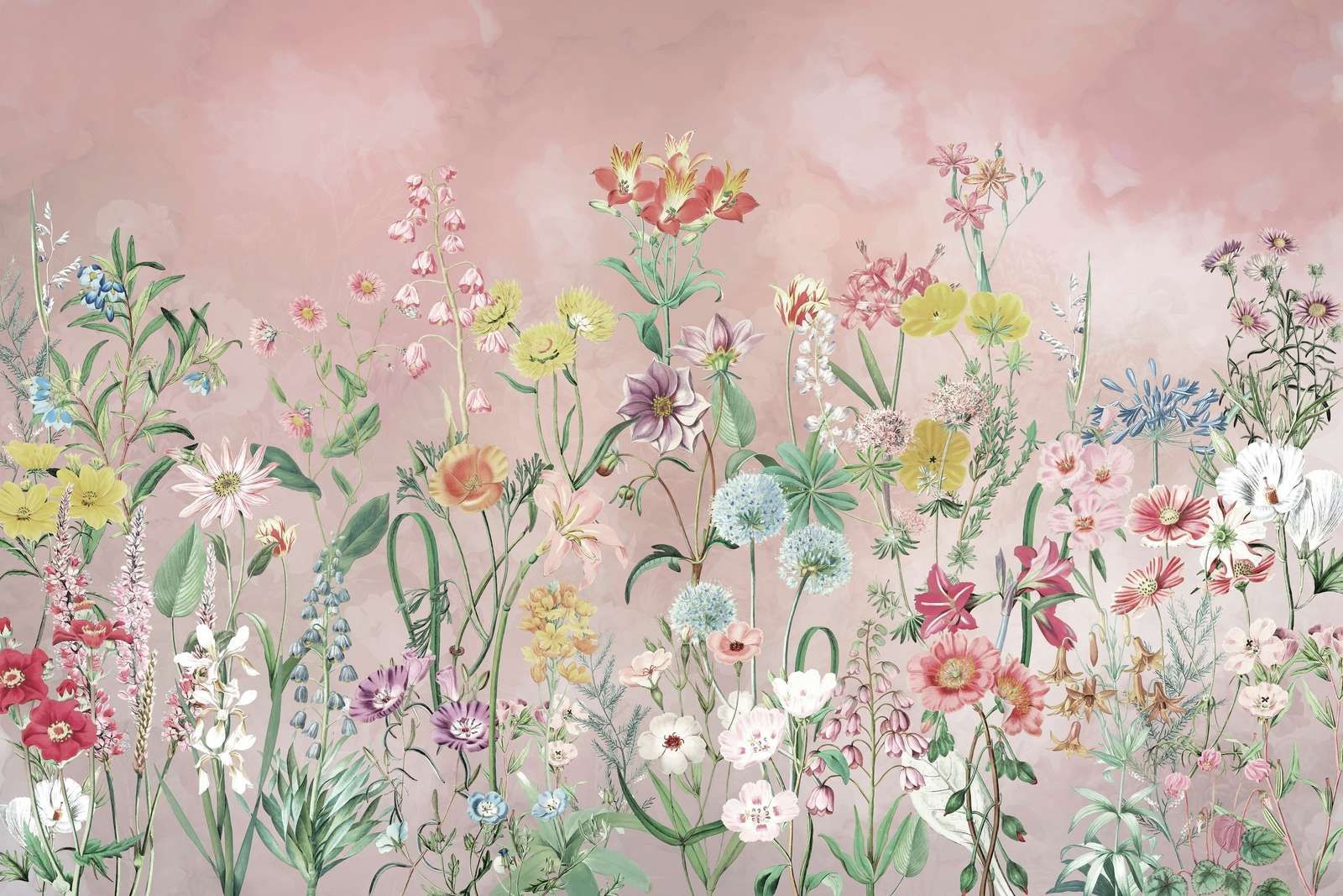 Primula 2