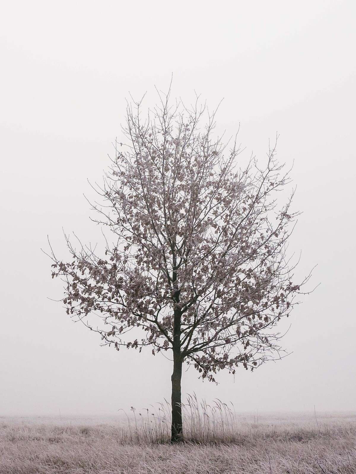 Minimalistiskt vinterlandskap