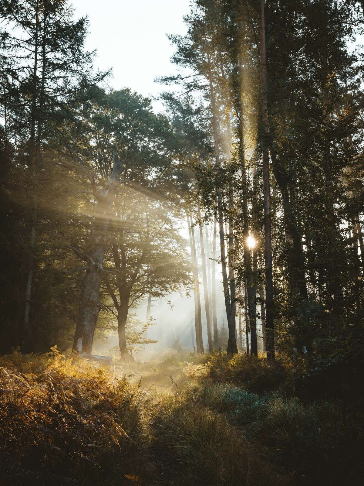 Strålende Morgenlys gennem Skoven
