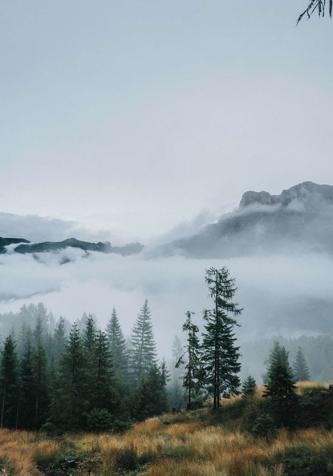 Morgentåke over skogen