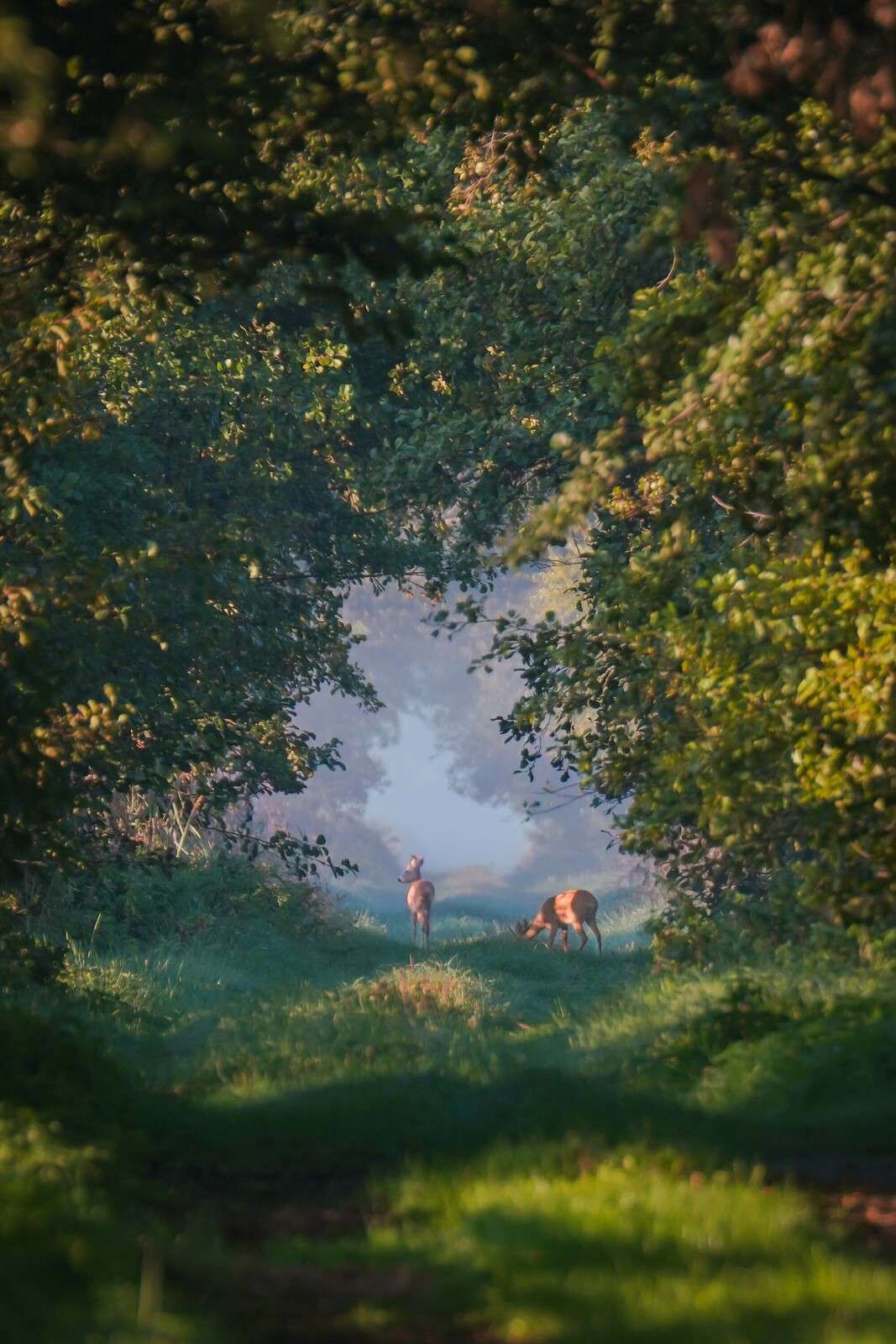 Bosdyr i morgenlyset