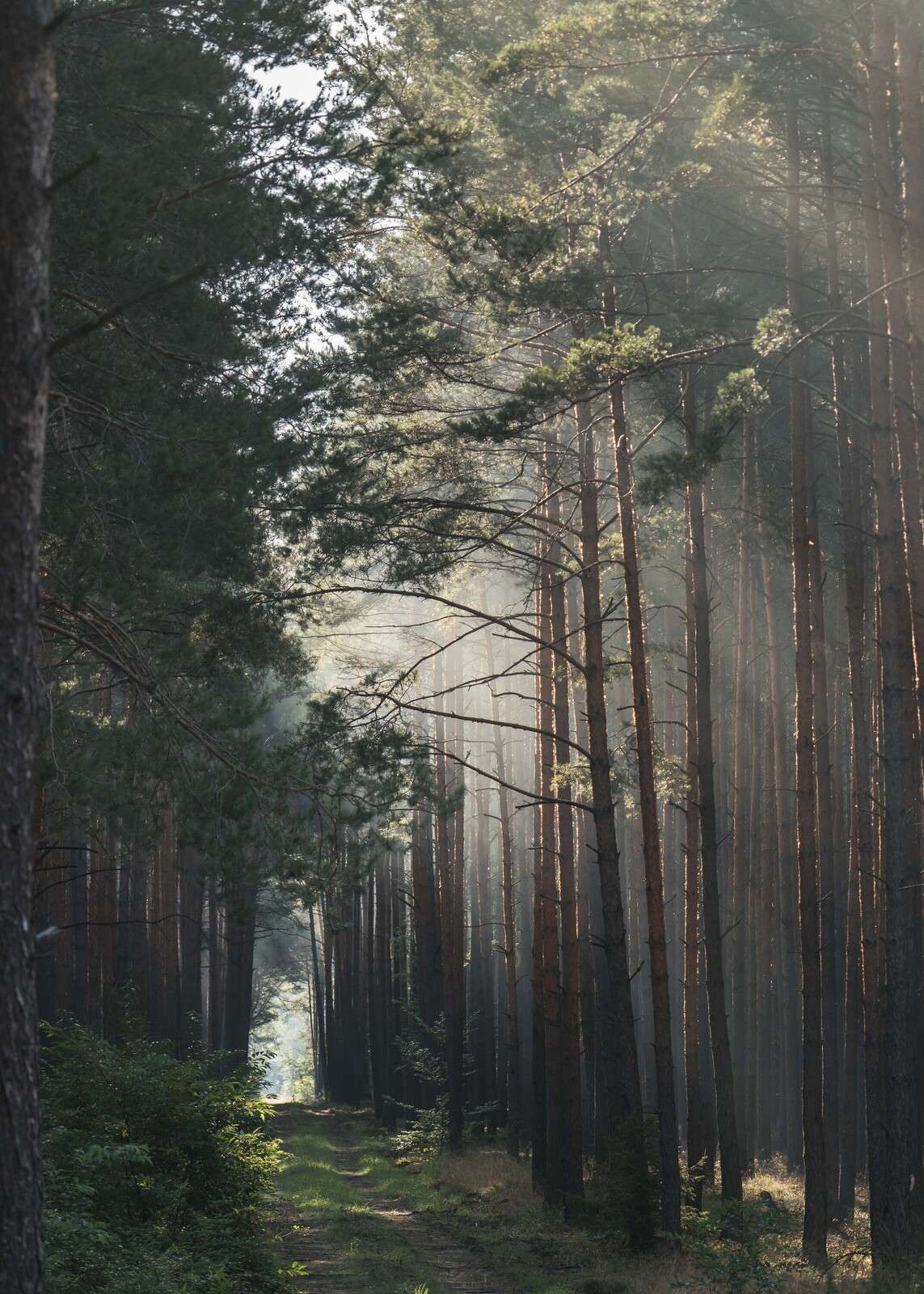 Efterårslys i Skoven