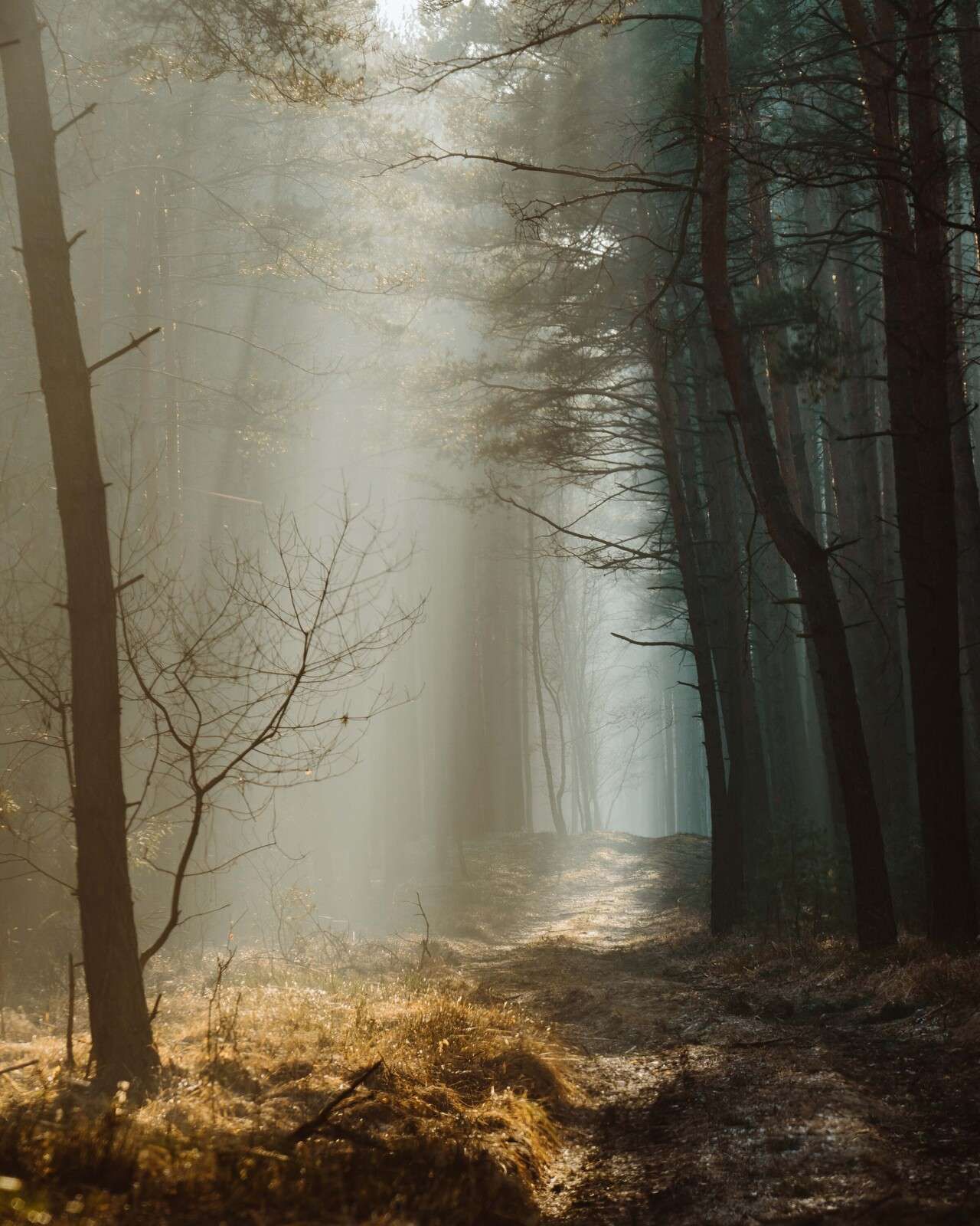 Ljusstrålar genom skogen