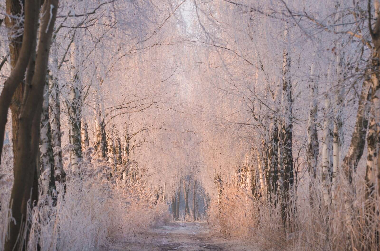 Træerne i vintertågen