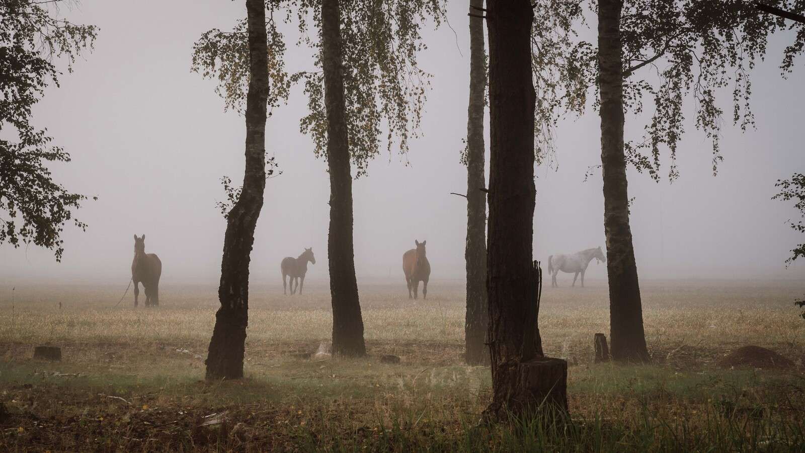 Hestene i morgenens tåke