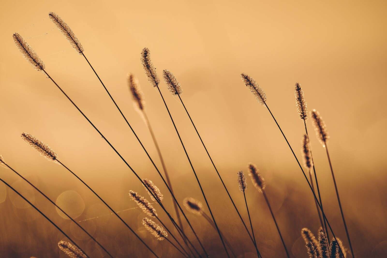 Sifrede Græs i Morgenens Sol