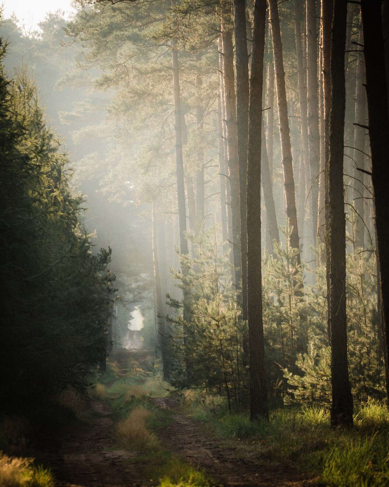 Lysleg i fyrreskoven