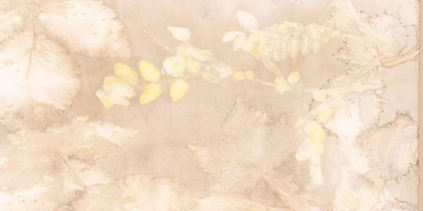 Snøbes og vill bjørnebær - hasselnøtt