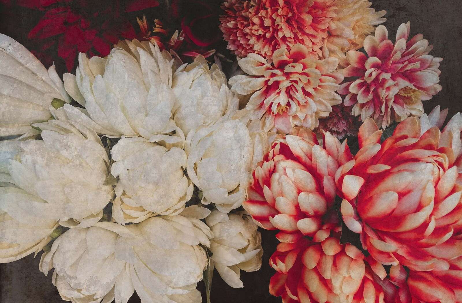Krysantemum i krem og karmin