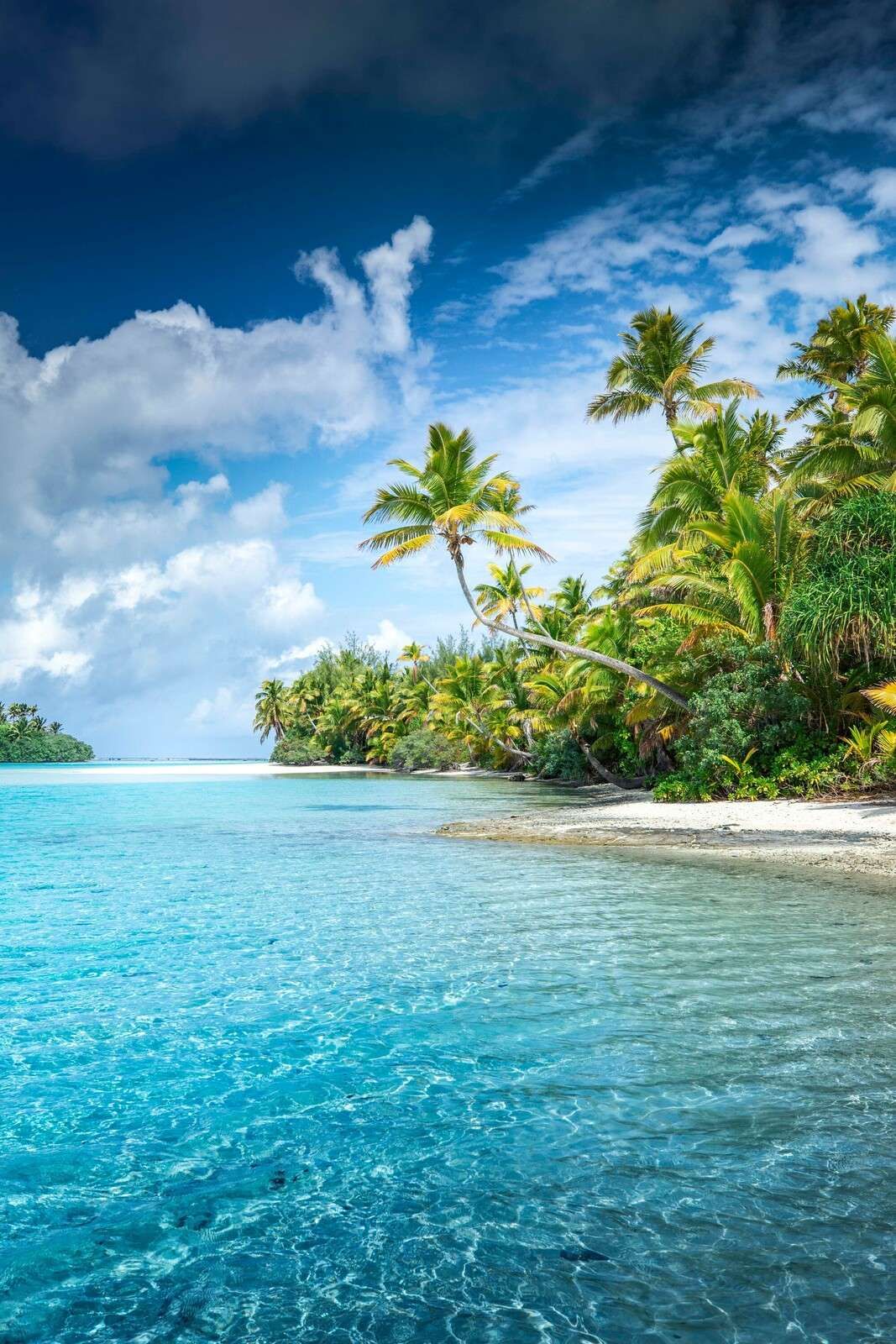 Klart tropiskt strand med palmer