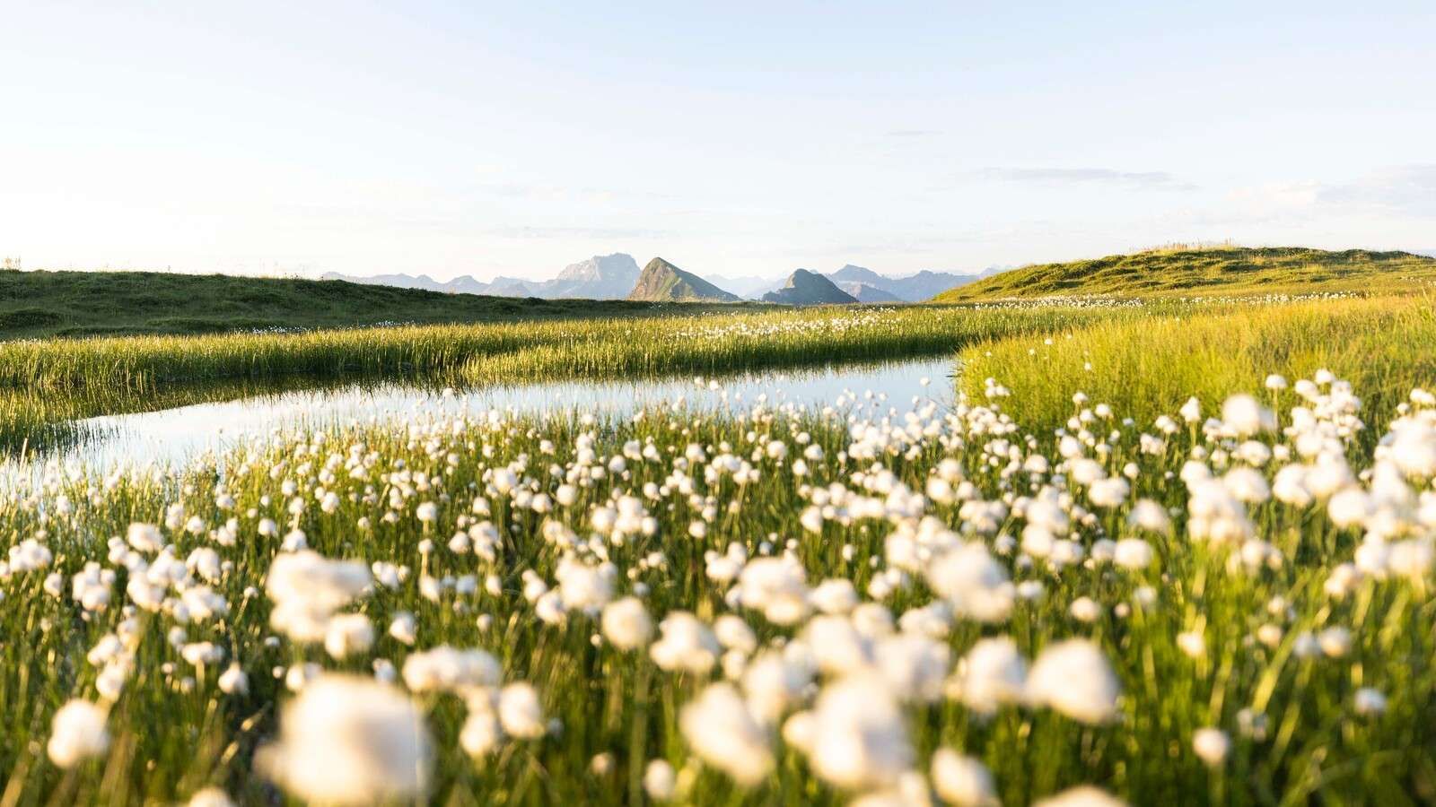 Sommerlys over blomsterrikt myrlandskap