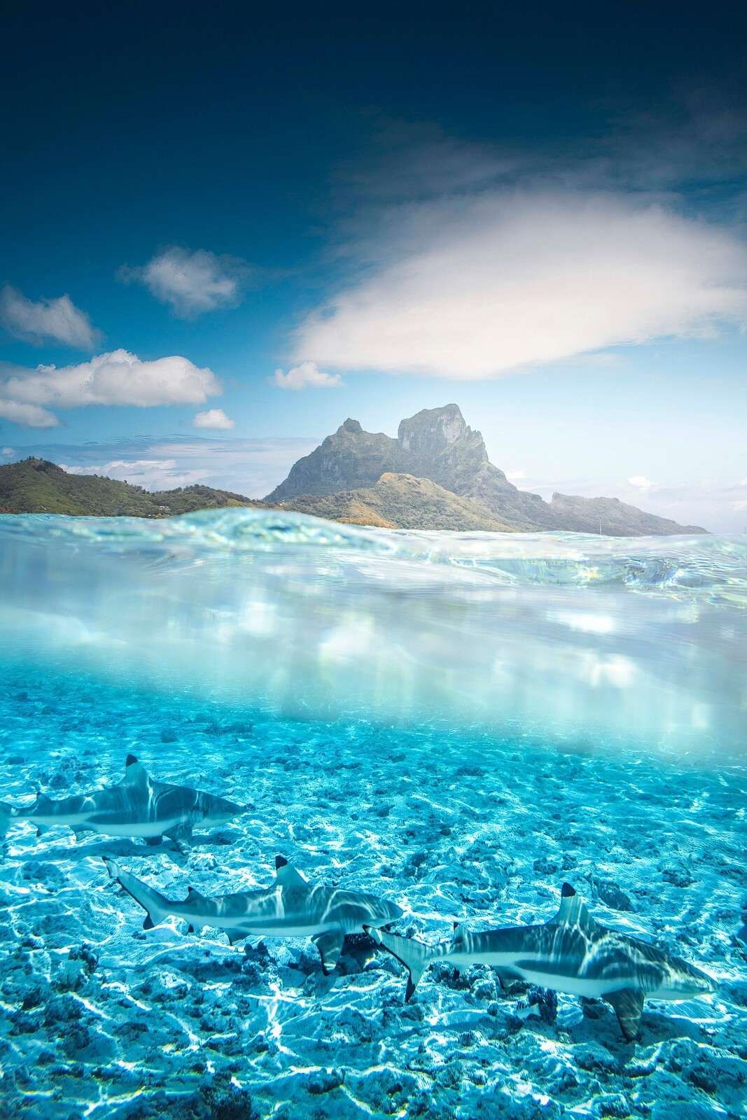 Rifhaien i turkis lagune