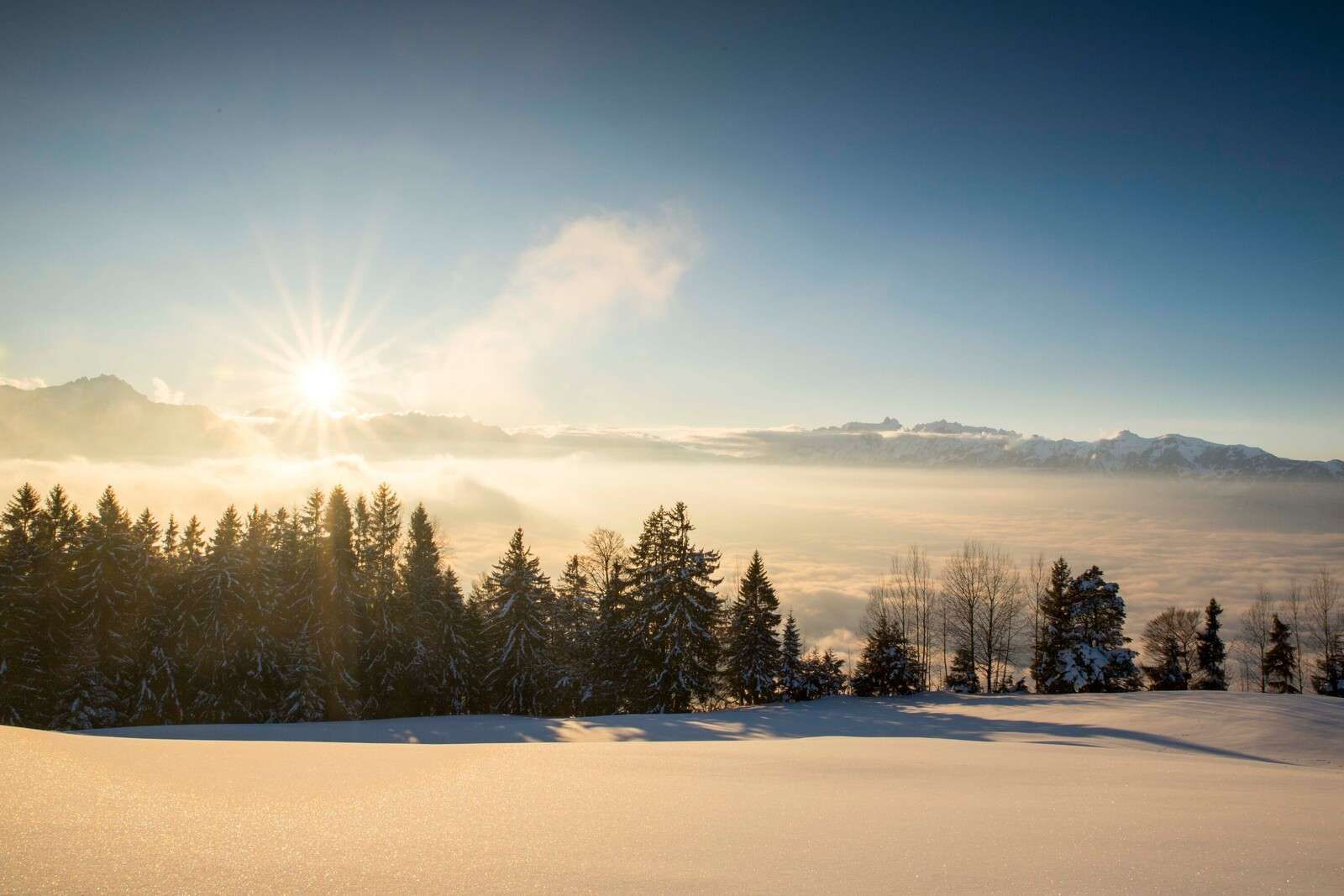 Soloppgang over snødekt furuskog